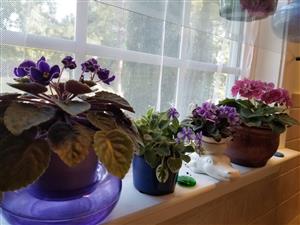 Some of my African Violets 