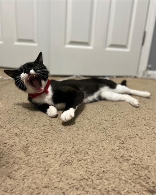 Amos Yawn