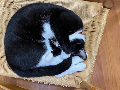 Amos on the chair