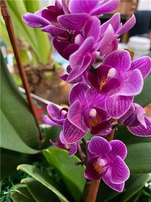 Purple Orchid